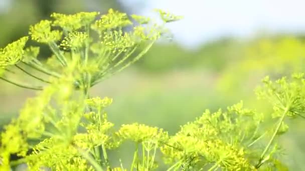 Квітучі Парасольки Кропу Садовий Фон — стокове відео