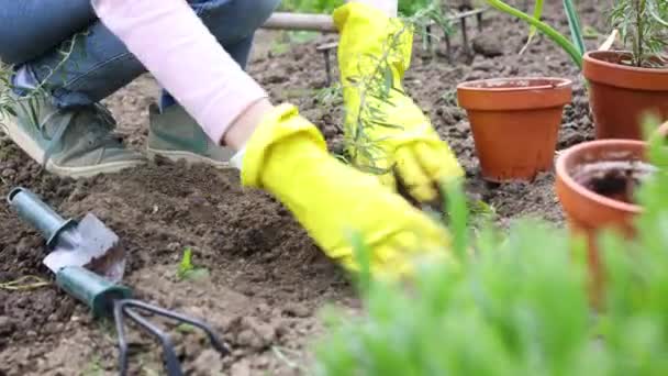 庭に野菜のローズマリー苗を植える ガーデンツール 散水缶 シャベルを背景に持つ手 — ストック動画