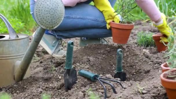 Plantering Grönsaksrosmarin Plantor Trädgården Händer Som Håller Planta Trädgårdsredskap Vattenkanna — Stockvideo