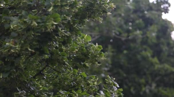 Wiejące Drzewa Podczas Ulewnego Deszczu Silnego Wiatru Zła Pogoda Burza — Wideo stockowe