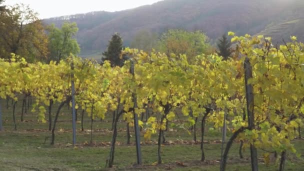 Widok Jesiennych Winnic Wzgórzach Słynnej Austriackiej Doliny Wachau Zachodzie Słońca — Wideo stockowe