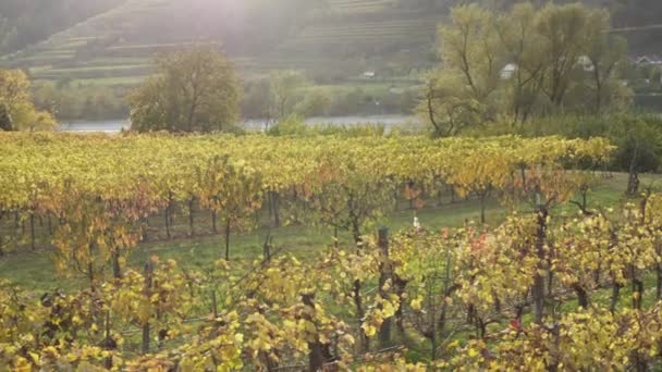 Pohled Podzimní Vinice Kopcích Slavného Rakouského Údolí Wachau Při Západu — Stock video