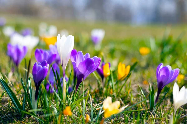 Trawnik Kolorowymi Krokusami Piękne Jasne Tło Wielkanocne — Zdjęcie stockowe