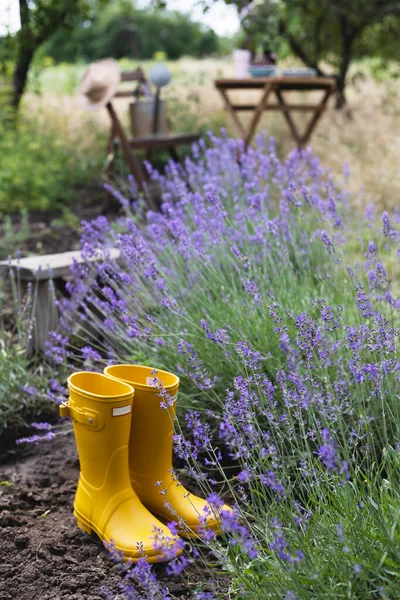 Lavender Yellow Rubber Boots Background Garde — Stockfoto