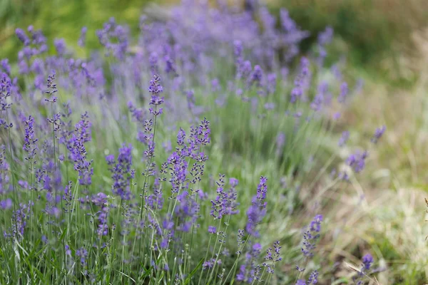 Provence Vackert Blommande Lavendelfält Franc — Stockfoto