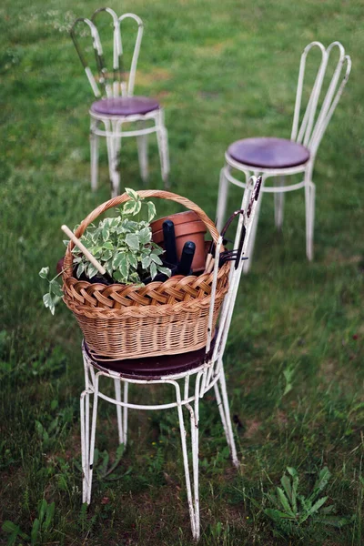 Flowers Clay Pots Tools Basket Planting Plants Garde — Stock Photo, Image