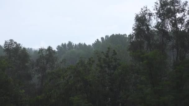 Şiddetli Yağmur Güçlü Rüzgâr Altında Ağaç Üfleme Kötü Hava Fırtına — Stok video