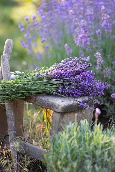 Snoeien Lavendelstruik Tuin Gesneden Lavendel Ligt Een Houten Chai — Stockfoto