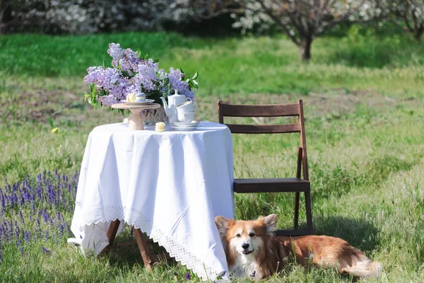 beautiful bouquet of lilacs in a vase and cakes macaron in the spring garden and beautiful corgi dog, still lif