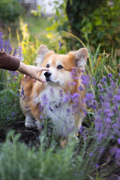 Vacker Corgi Hund Lavendel Garde Royaltyfria Stockbilder