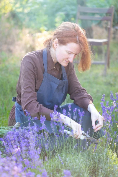 Girl Pruning Lavender Bush Garde Stockfoto