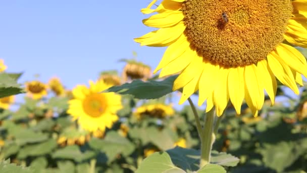 Close View Sunflower Flower Bee — Wideo stockowe