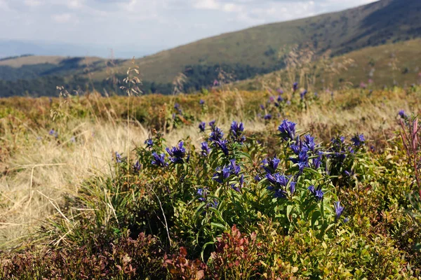 Prachtig Berglandschap Karpaten Bloemen Voorgrond — Stockfoto