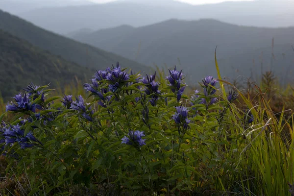 Красивий Гірський Пейзаж Карпатах Квіти Передньому Плані — стокове фото