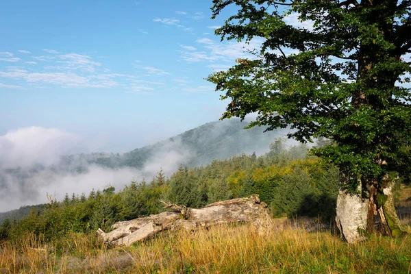 Prachtig Berglandschap Karpaten Bomen Voorgrond — Stockfoto