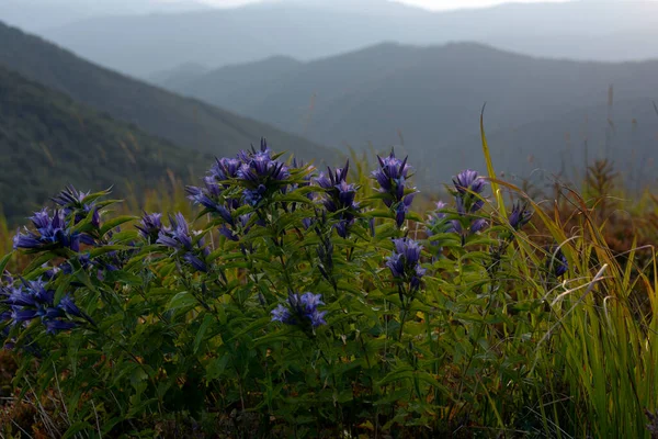 Vackert Bergslandskap Karpaterna Och Blommor Förgrunden Stockbild