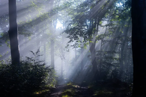 Mystisk Skog Dimma Med Solstråle Stockfoto