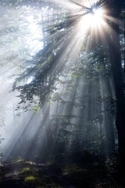 日光浴で霧の中の神秘的な森 ロイヤリティフリーのストック写真