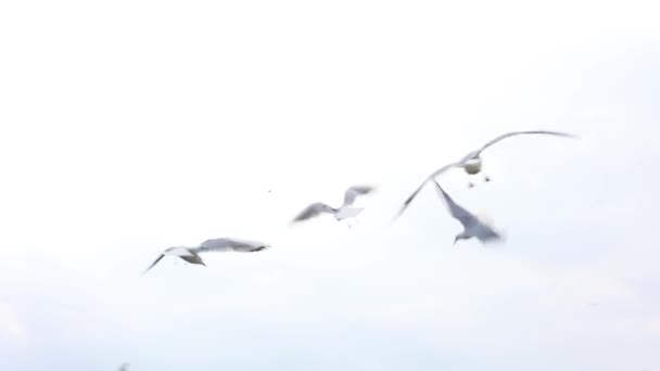 Bulutlu Kış Gününde Nehir Kıyısında Uçan Martı Sürüleri — Stok video