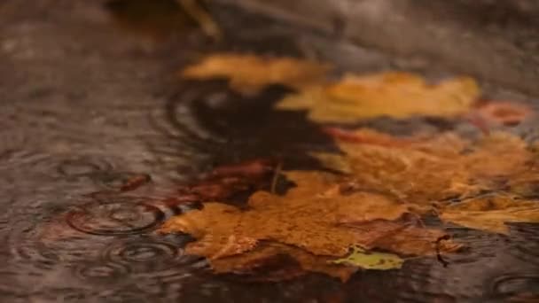 Regentropfen Fallen Auf Die Pfütze Mit Den Gelben Ahornblättern — Stockvideo