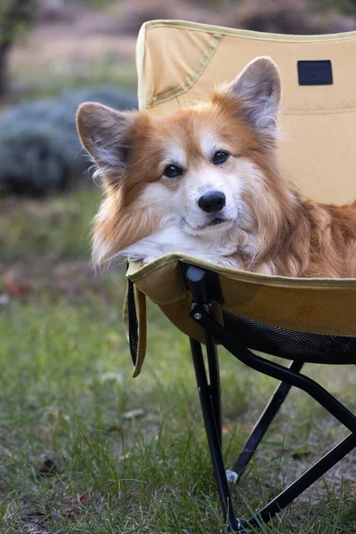 観光チャイで休む庭の美しいコルジ犬 ストックフォト
