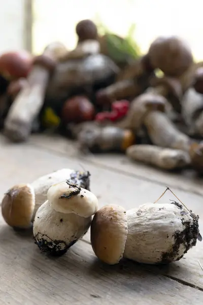 Fundo Cogumelos Porcini Boletu Imagem De Stock