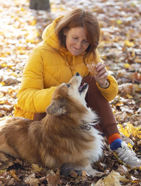 秋のパーで美しいコルギの犬と女の子 ストック画像