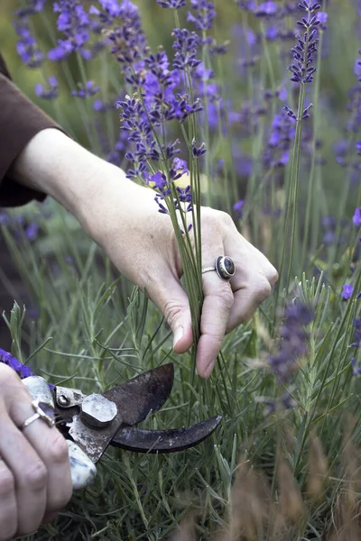 Girl Pruning Lavender Bush Garde ロイヤリティフリーのストック画像
