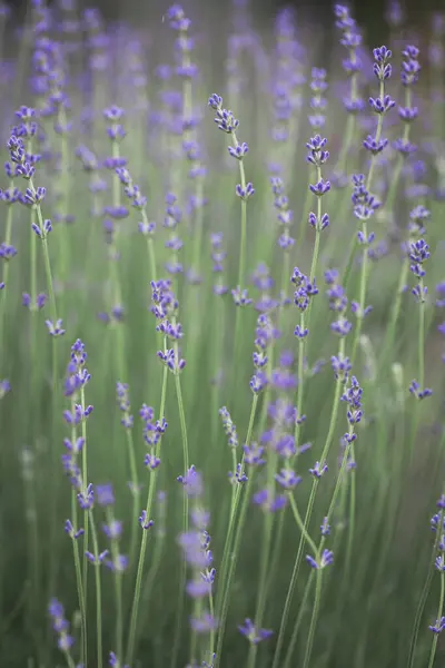 Provence Schön Blühendes Lavendelfeld Franc lizenzfreie Stockbilder
