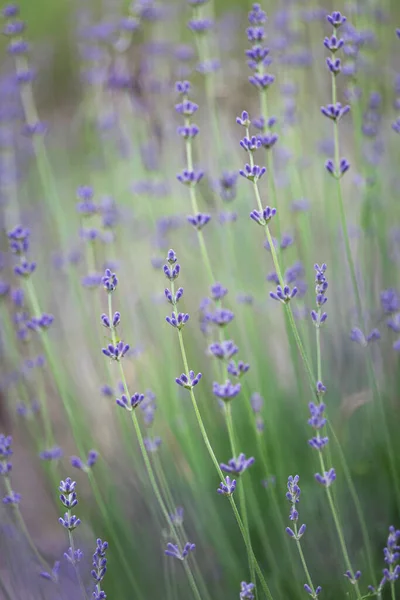 Provence Vackert Blommande Lavendelfält Franc Stockfoto