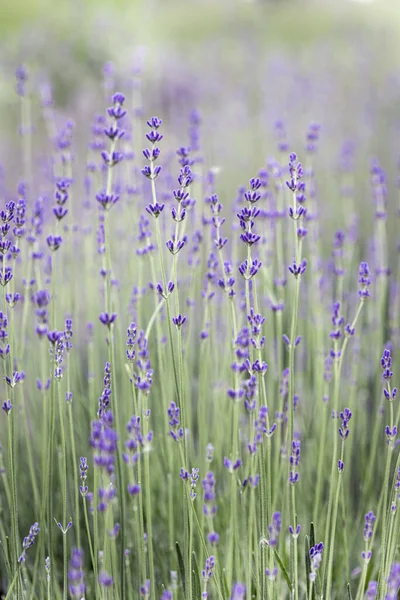 Provence Schön Blühendes Lavendelfeld Franc lizenzfreie Stockbilder