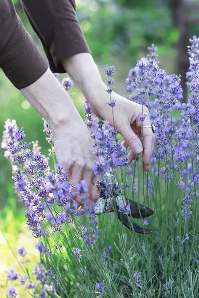 Girl Pruning Lavender Bush Garde Image En Vente
