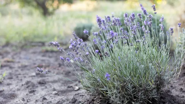Provence Vackert Blommande Lavendelfält Franc Royaltyfria Stockbilder