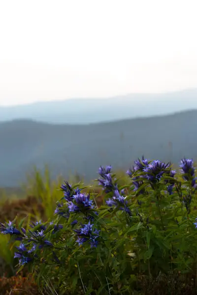 喀尔巴阡山脉美丽的山景与前景中的花朵 图库图片