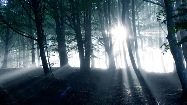 日光浴で霧の中の神秘的な森 ストック画像