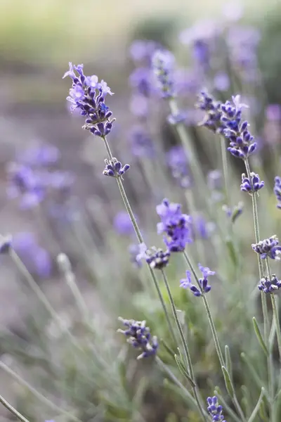 Provence Krásné Kvetoucí Levandulové Pole Frank Stock Snímky