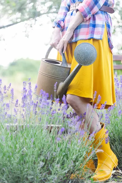 Meisje Met Een Gieter Tegen Achtergrond Van Een Tuin Lavendel Stockfoto