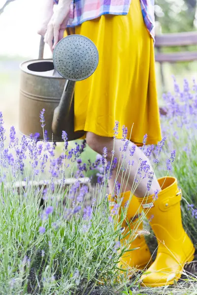 Meisje Met Een Gieter Tegen Achtergrond Van Een Tuin Lavendel Stockfoto