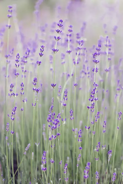 Provence Gyönyörű Virágzó Levendulamező Szám Stock Kép