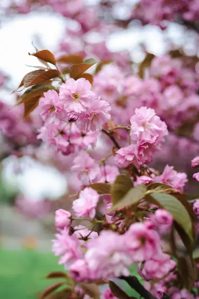 春と桜を背景に ストックフォト