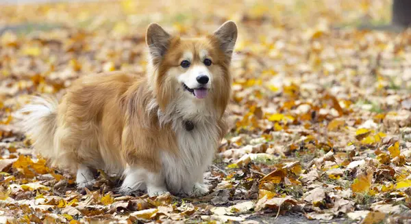Όμορφο Σκυλί Corgi Φθινόπωρο Par Εικόνα Αρχείου