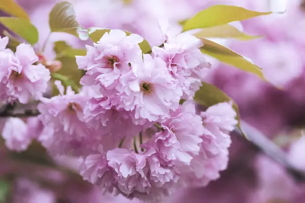 春と桜を背景に ストック写真