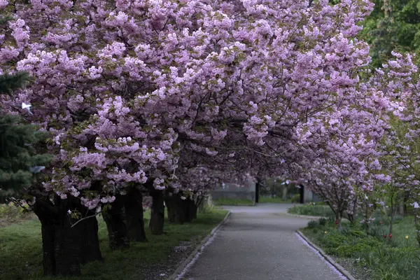 春と路地桜のバックグローン ロイヤリティフリーのストック画像