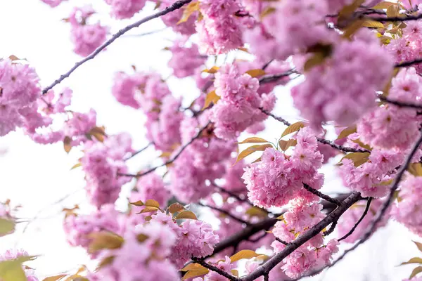 Tavasz Sikátor Cseresznyevirág Backgroun Jogdíjmentes Stock Fotók