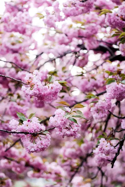 Tavasz Sikátor Cseresznyevirág Backgroun Jogdíjmentes Stock Fotók