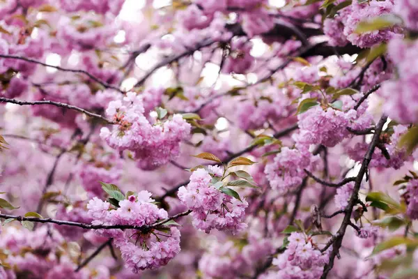 Tavasz Sikátor Cseresznyevirág Backgroun Stock Kép
