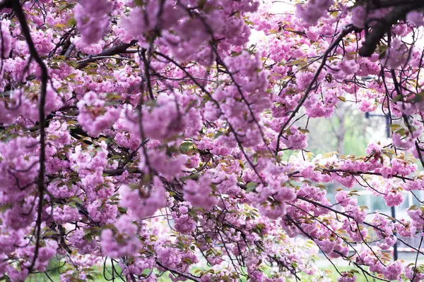 春と路地桜のバックグローン ロイヤリティフリーのストック写真