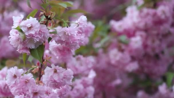 Sakura Kirschbaumblüten Blühen Auf Einem Wind — Stockvideo
