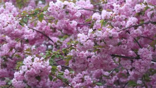 Sakura Flores Cerejeira Florescem Vento — Vídeo de Stock