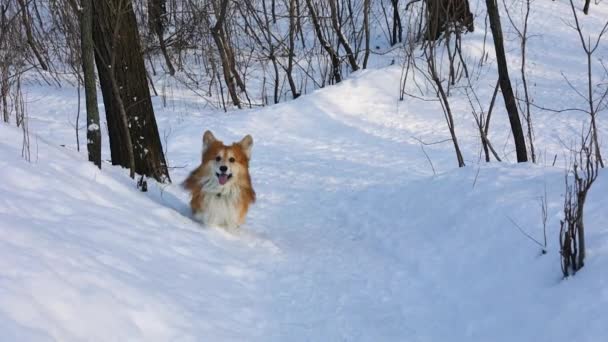 Śmieszne Corgi Puszysty Pies Spacery Zabawy Świeżym Powietrzu Zimowy Dzień — Wideo stockowe